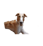 イタグレミニピンボルゾイ柴犬（個別スタンプ：7）