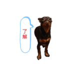 イタグレミニピンボルゾイ柴犬（個別スタンプ：8）