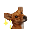 イタグレミニピンボルゾイ柴犬（個別スタンプ：9）