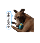 イタグレミニピンボルゾイ柴犬（個別スタンプ：10）