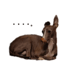 イタグレミニピンボルゾイ柴犬（個別スタンプ：11）