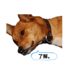 イタグレミニピンボルゾイ柴犬（個別スタンプ：12）