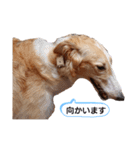 イタグレミニピンボルゾイ柴犬（個別スタンプ：14）