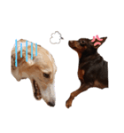 イタグレミニピンボルゾイ柴犬（個別スタンプ：15）