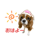 まぁーちゃんのうちの子日常スタンプ（個別スタンプ：4）