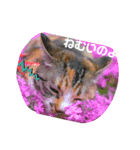 猫のマルコとモモコ（個別スタンプ：1）