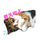 猫のマルコとモモコ（個別スタンプ：2）