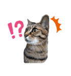 猫のマルコとモモコ（個別スタンプ：3）