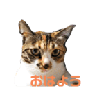 猫のマルコとモモコ（個別スタンプ：4）