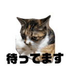 猫のマルコとモモコ（個別スタンプ：5）