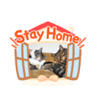 猫のマルコとモモコ（個別スタンプ：6）