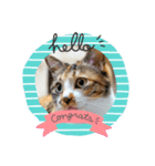 猫のマルコとモモコ（個別スタンプ：7）