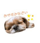 シーズーのはな（個別スタンプ：3）