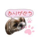 シーズーのはな（個別スタンプ：6）