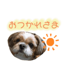 シーズーのはな（個別スタンプ：7）