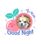 沖縄わんこ（個別スタンプ：3）