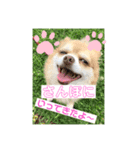 沖縄わんこ（個別スタンプ：6）