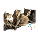 うちのネコたちスタンプ1（個別スタンプ：8）