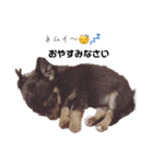 ちーのstamp（個別スタンプ：6）