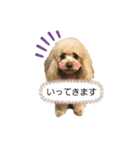 トイプードルのロワ君♡ご挨拶（個別スタンプ：2）