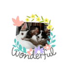 猫だょ（個別スタンプ：1）