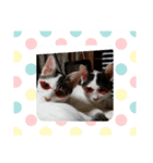 猫だょ（個別スタンプ：2）