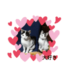 猫だょ（個別スタンプ：5）