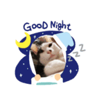猫だょ（個別スタンプ：6）