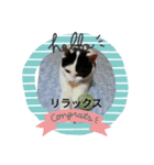猫だょ（個別スタンプ：8）