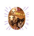 村中家の犬2（個別スタンプ：1）