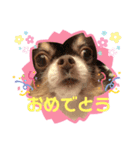 村中家の犬2（個別スタンプ：6）