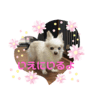 村中家の犬2（個別スタンプ：7）