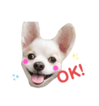 まこたろぱるの1日（個別スタンプ：1）