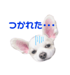 まこたろぱるの1日（個別スタンプ：2）