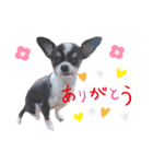 まこたろぱるの1日（個別スタンプ：12）