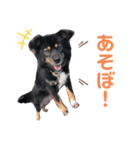 まこたろぱるの1日（個別スタンプ：13）