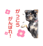 まこたろぱるの1日（個別スタンプ：15）