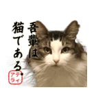吾輩は猫である。名前はティアラ。（個別スタンプ：1）