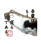 吾輩は猫である。名前はティアラ。（個別スタンプ：2）