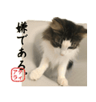 吾輩は猫である。名前はティアラ。（個別スタンプ：3）