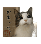 吾輩は猫である。名前はティアラ。（個別スタンプ：4）