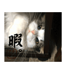 吾輩は猫である。名前はティアラ。（個別スタンプ：5）