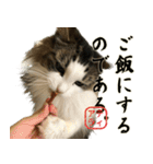 吾輩は猫である。名前はティアラ。（個別スタンプ：6）