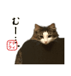 吾輩は猫である。名前はティアラ。（個別スタンプ：7）