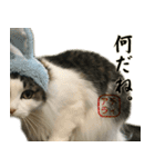 吾輩は猫である。名前はティアラ。（個別スタンプ：9）