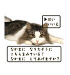吾輩は猫である。名前はティアラ。（個別スタンプ：10）