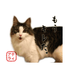 吾輩は猫である。名前はティアラ。（個別スタンプ：11）