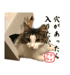 吾輩は猫である。名前はティアラ。（個別スタンプ：12）