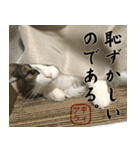 吾輩は猫である。名前はティアラ。（個別スタンプ：13）