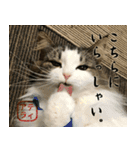 吾輩は猫である。名前はティアラ。（個別スタンプ：14）